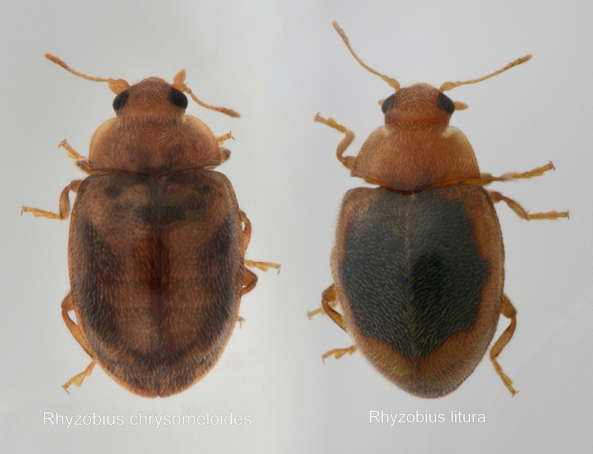 Coccinellidae: Rhyzobius litura